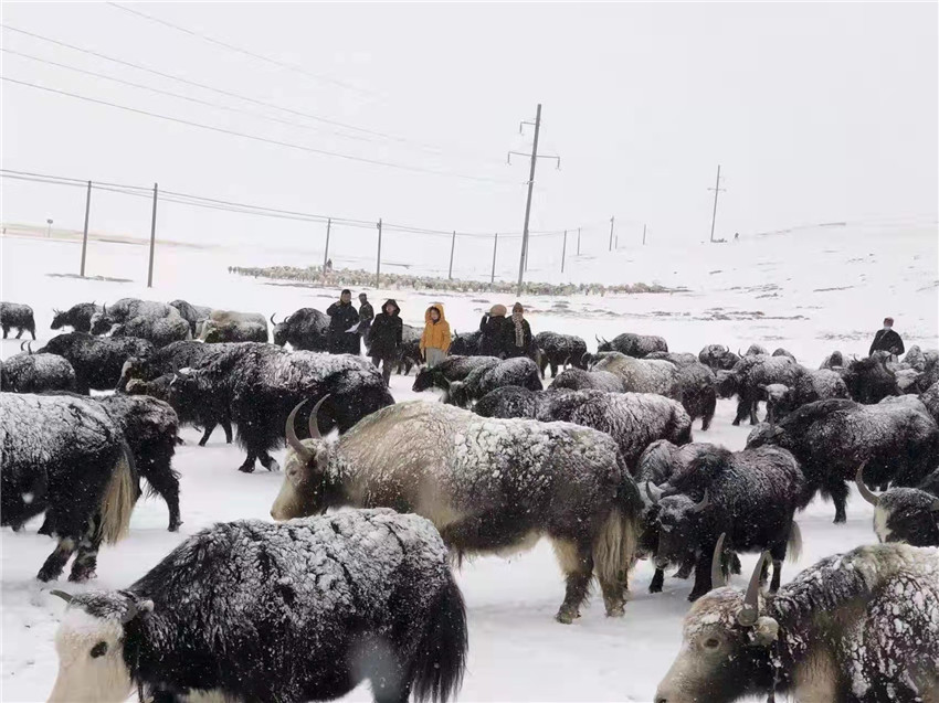 地處“云端之上”生命禁區(qū)“的農(nóng)行石渠支行80后青年益西多吉說”今年疫情流行，大伙冒雪下鄉(xiāng)送金融服務(wù)，新年首日就為農(nóng)戶發(fā)放了3000多萬元，點亮百姓牦牛致富夢，疫情終將過去，筑夢春天，我們協(xié)力點燃牧民發(fā)展信心“.jpg
