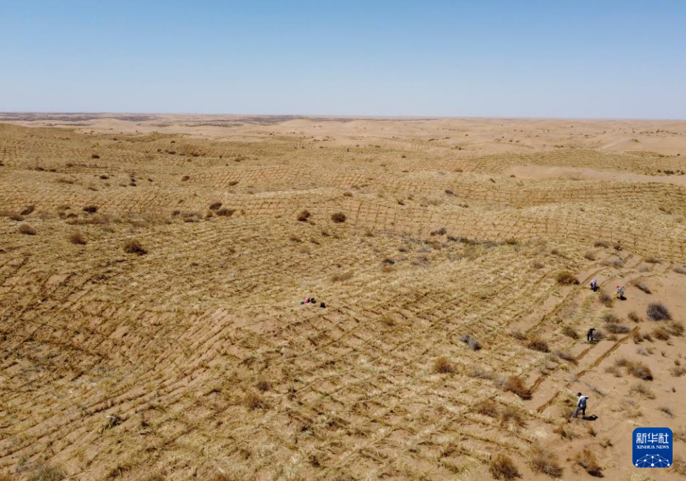 2024年4月10日，群眾在古浪縣八步沙林場(chǎng)麻黃塘沙區(qū)用草方格壓沙。新華社發(fā)（無(wú)人機(jī)照片）