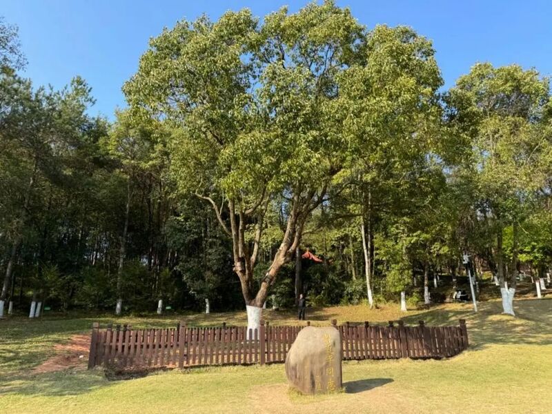 習近平同志為福建省長汀縣水土保持科教園捐種的香樟樹。圖源：學習時報